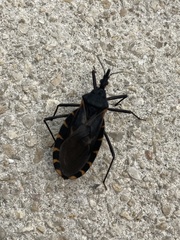 Triatoma