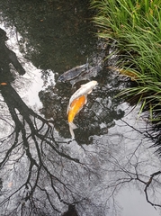 Cyprinus rubrofuscus