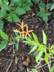 Anisacanthus quadrifidus