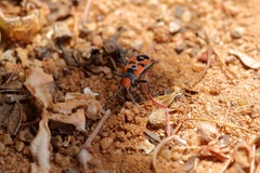 Melanerythrus mactans