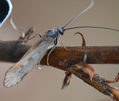 Grensia praeterita