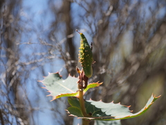 Hakea amplexicaulis