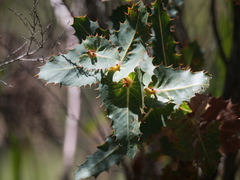 Hakea amplexicaulis