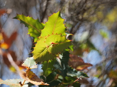 Hakea amplexicaulis
