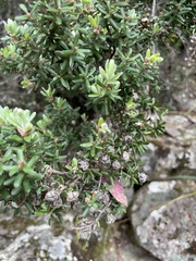 Leptospermum lanigerum