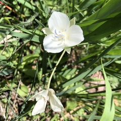 Calochortus minimus