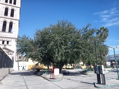 Pithecellobium dulce