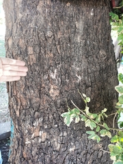 Pithecellobium dulce