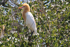 Bubulcus ibis coromandus