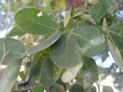 Pithecellobium dulce