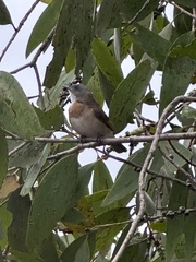 Conopophila albogularis