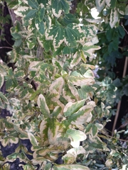 Pithecellobium dulce