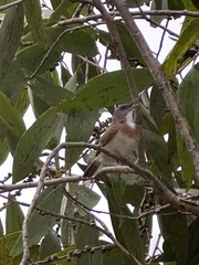 Conopophila albogularis