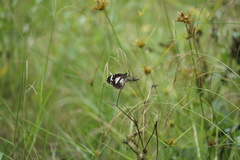 Danaus affinis