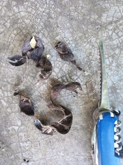 Pithecellobium dulce