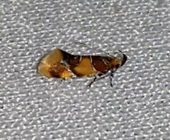 Epicallima argenticinctella