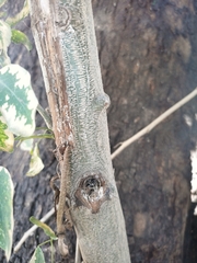 Pithecellobium dulce