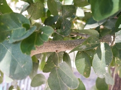 Pithecellobium dulce