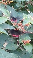 Parides erithalion polyzelus