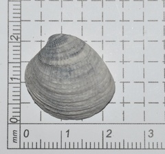 Chione elevata
