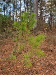 Pinus serotina