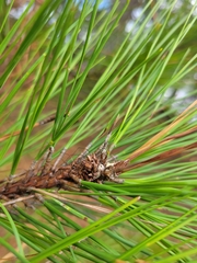 Pinus serotina