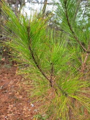 Pinus serotina