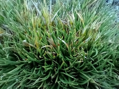 Oreobolus pectinatus