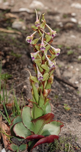 Image of Disa ovalifolia by (c) desertnaturalist, some rights reserved (CC BY)