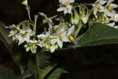 Solanum pubigerum