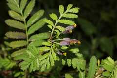 Tagetes foetidissima