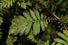 Tagetes foetidissima
