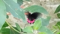 Parides erithalion polyzelus