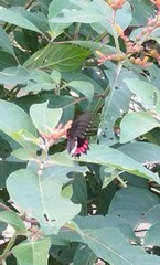 Parides erithalion polyzelus