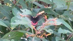 Parides erithalion polyzelus