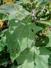 Asteraceae