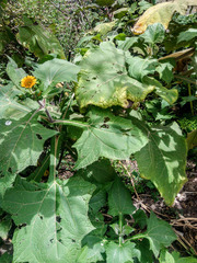Asteraceae