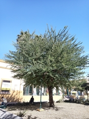 Pithecellobium dulce