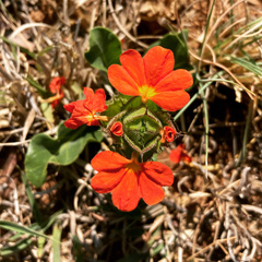 Crossandra greenstockii