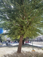 Pithecellobium dulce