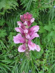 Pedicularis nipponica