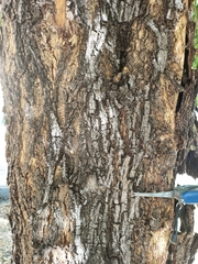 Pithecellobium dulce