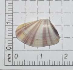 Donax variabilis