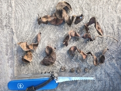 Pithecellobium dulce