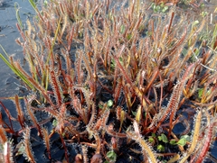 Drosera arcturi