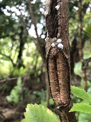 Scutare lanuginosa