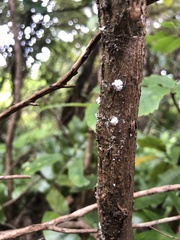 Scutare lanuginosa