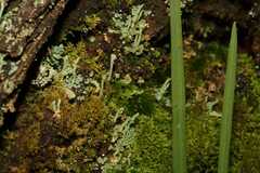 Cladonia didyma