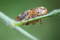 Cicadomorpha