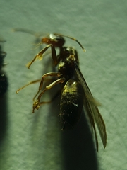 Nylanderia